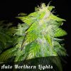 Discount Female Seeds Auto White Widow female seeds Discount Female Seeds Auto White Widow female seeds