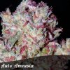 Bulk Seeds Amnesia Female seeds  