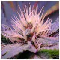 Nirvana Seeds Auto Blue Mystic female Seeds  