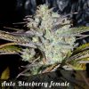 Discount Female Seeds Auto Critical Mass female seeds Discount Female Seeds Auto Critical Mass female seeds
