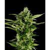 Greenhouse Seed Co. Arjan's Ultra Haze #2 female Seeds Greenhouse Seed Co. Arjan's Ultra Haze #2 female Seeds