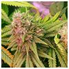 Nirvana Seeds Auto Jock Horror female Seeds  