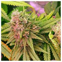 Nirvana Seeds Auto Bubblelicious female Seeds  