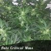 Discount Female Seeds Auto Diesel female seeds  