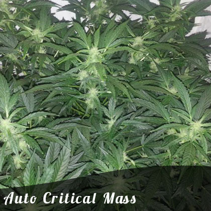 Discount Female Seeds Auto Critical Mass female seeds Discount Female Seeds Auto Critical Mass female seeds