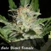 Discount Female Seeds Auto Kalashnikov female seeds Discount Female Seeds Auto Kalashnikov female seeds