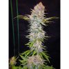 Nirvana Seeds Auto Bubblelicious female Seeds  