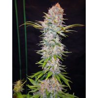 Nirvana Seeds Auto Jock Horror female Seeds  