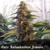 Discount Female Seeds Auto Diesel female seeds  
