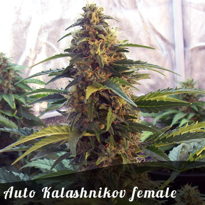 Discount Female Seeds Auto Kalashnikov female seeds Discount Female Seeds Auto Kalashnikov female seeds