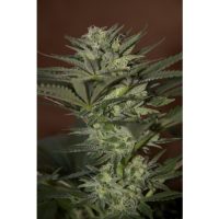 Seedsman Auto Mini Gun female Seeds  
