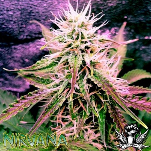 Nirvana Seeds Auto Northern Lights female Seeds Nirvana Seeds Auto Northern Lights female Seeds