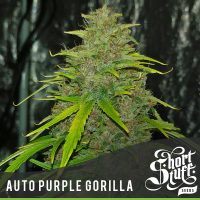 Shortstuff seeds Auto Purple Gorilla female  
