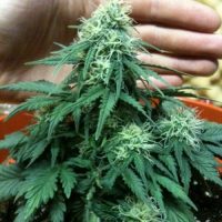 Nirvana Seeds Auto Short Rider female Seeds  