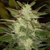 blackskull BUBBLE BUD FEMALE blackskull BUBBLE BUD FEMALE