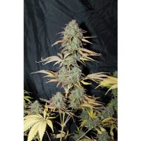 Seedsman Auto UK Cheese female Seeds  
