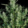 Fast Buds Blackberry female seeds Fast Buds Blackberry female seeds