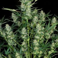 Serious Seeds White Russian female seeds  