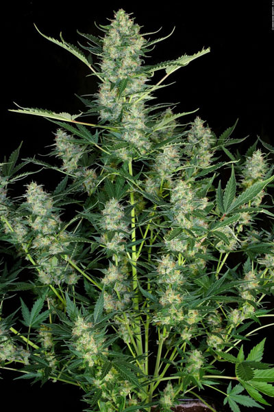 Serious Seeds White Russian female seeds Serious Seeds White Russian female seeds