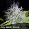 Discount Female Seeds Auto White Widow female seeds Discount Female Seeds Auto White Widow female seeds