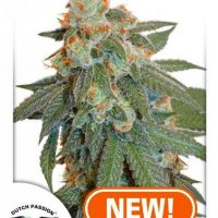 Dutch Passion Auto Orange Bud female seeds  
