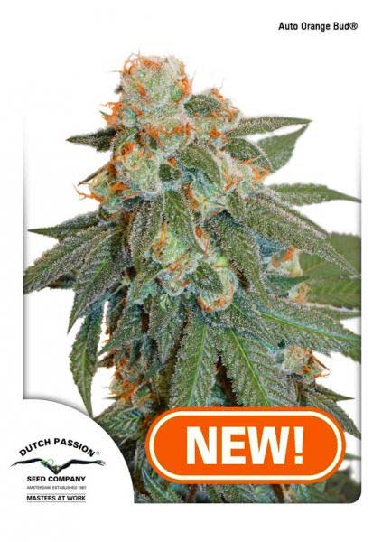 Dutch Passion Auto Orange Bud female seeds Dutch Passion Auto Orange Bud female seeds