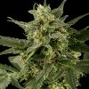 blackskull AUTO SPEED HAZE FEMALE  