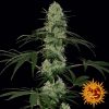 Barney's Farm Tangerine Dream female Seeds Barney's Farm Tangerine Dream female Seeds