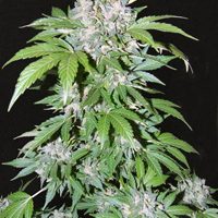 Serious Seeds AK47 female seeds  