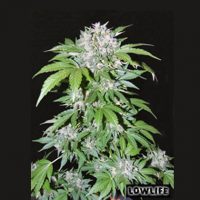 Lowlife seeds Auto AK 47 female  