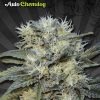 Auto Seeds Auto Pounder  