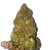 Heavyweight Seeds Auto High Density female Seeds Heavyweight Seeds Auto High Density female Seeds