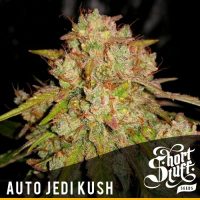 Shortstuff seeds Auto Jedi Kush female  