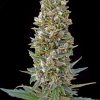 blackskull AUTO PINEAPPLE GUM FEMALE  