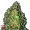 Heavyweight Seeds Auto Skunky Monkey female Seeds  