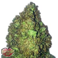 Heavyweight Seeds Auto Short And Sweet female Seeds  