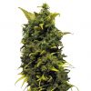 Barney's Farm Blue Mammoth Auto female Seeds Barney's Farm Blue Mammoth Auto female Seeds