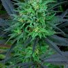 Serious Seeds Bubblegum female seeds Serious Seeds Bubblegum female seeds