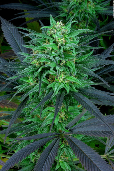 Serious Seeds Biddy Early female seeds Serious Seeds Biddy Early female seeds