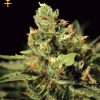 Greenhouse Seed Co. Big Bang female Seeds Greenhouse Seed Co. Big Bang female Seeds