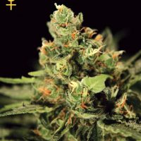 Greenhouse Seed Co. Big Bang Auto-flowering female Seeds  