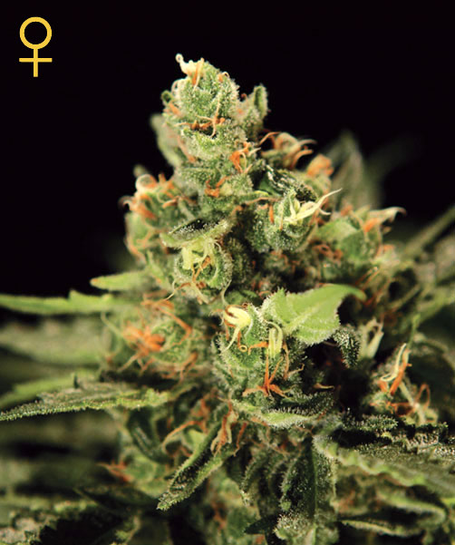 Greenhouse Seed Co. Big Bang Auto-flowering female Seeds Greenhouse Seed Co. Big Bang Auto-flowering female Seeds
