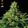 Greenhouse Seed Co. Black and White Mix-5Seeds Greenhouse Seed Co. Black and White Mix-5Seeds