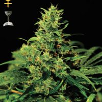 Greenhouse Seed Co. Big Bang female Seeds  