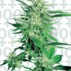 Sensi seeds Black Domina female Sensi seeds Black Domina female