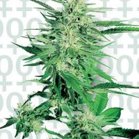 Sensi Seeds Big Bud female Seeds  