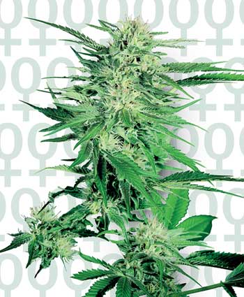 Sensi Seeds Big Bud female Seeds Sensi Seeds Big Bud female Seeds
