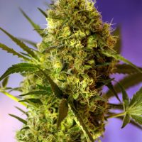 Sweet Seeds Big Devil #2 Auto female Seeds  