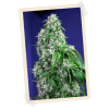 Sweet Seeds Big Devil XL Auto female Seeds Sweet Seeds Big Devil XL Auto female Seeds