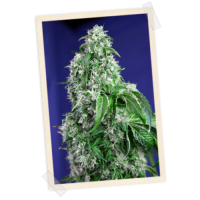 Sweet Seeds Big Devil FAST Version female Seeds  